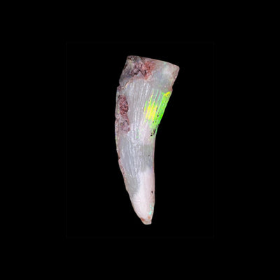 Opalised Fossil